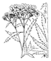 Achillea macrophylla Coste1975.png