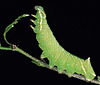 Endromis versicolora larva.jpg