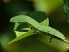 Gonepteryx rhamni - caterpillar 02 (HS).jpg