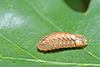 Neozephyrus quercus larva.jpg