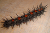 Nymphalis-antiopa-caterpillar.png