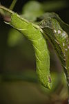 Smerinthus ocellatus caterpillar on apple tree.jpg