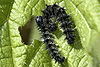 Vanessa.atalanta.caterpillars.jpg