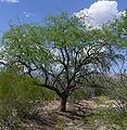 Velvet mesquite.jpg