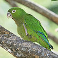 Jamaican Parakeet.jpg
