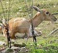 Antilope cervicapra2.jpg