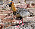 Black-faced ibis arp.jpg