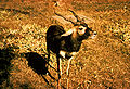Blackbuck Antelope.jpg