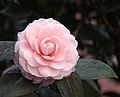 Camellia0068.jpg