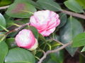 Camellia japonica2.jpg