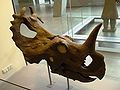 Centrosaurus.JPG