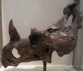ROM-Dinosaur-CentrosaurusApertusSkull.png