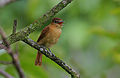 Flickr - Rainbirder - Cinnamon Becard (Pachyramphus cinnamomeus) (1).jpg