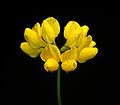 Lotus pedunculatus6 ies.jpg