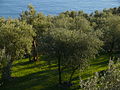 Olivi in Liguria.jpg