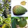 Owoce Guanabana.jpg