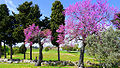 Paestum Colors of spring.jpg