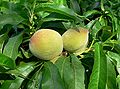 Prunus persica Bonanza fruit.jpg