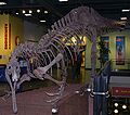 Suchomimus skeleton.jpg