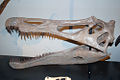 Suchomimus skullcast aus.jpg