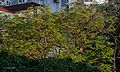 Tree in new leaves I IMG 2959.jpg