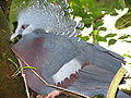Victoria Crowned Pigeon Goura victoria National Aviary 2816px.jpg