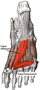 Vista plantar profunda del pie (tercera capa). Se destaca la posición de los dos vientres del músculo aductor.