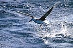 Este albatro de ceja negra (Diomedea melanophyrs) ha sido enganchado por un anzuelo en sedal largo (pesca con palangre). Este tipo de pesca amenaza a 19 de 21 especies de albatros, tres de forma crítica.