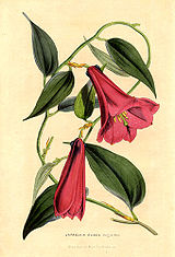Liliaceae Lapageria rosea.jpg