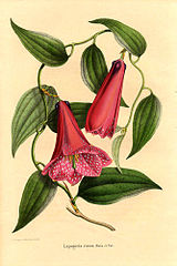 Liliaceae Lapageria rosea 1.jpg