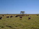 ParaguayChaco Cattleranch3 PdeHayes.JPG