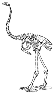 Dinornis maximus (Gresham).png