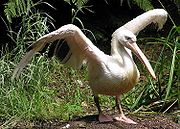 Pelican.great.white.arp.750pix.jpg