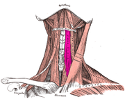 Sternohyoid muscle.PNG