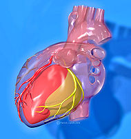 Heart coronary territories.jpg