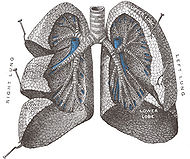 Lungs open.jpg