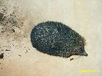 AB001 Hedgehog from Rajasthan.jpg