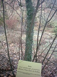 Acer opalus ssp. granatense, especie endémica de la provincia de Granada y el sudeste español.