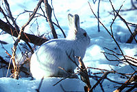 Arctic Hare.jpg