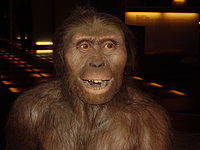 Australopithecus afarensis.JPG