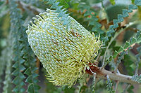 Banksia speciosa.jpg