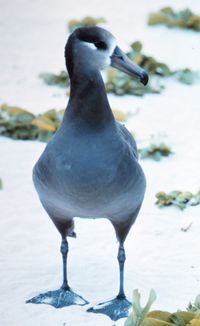 Black footed albatross.jpg