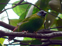 Blue-faced Parrot-finch new.jpg
