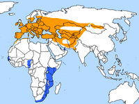 Naranja: áreas de cría  Azul: áreas de invernada conocidas  Estrellas azules: posibles áreas de invernada