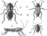 Common Cockroach - Project Gutenberg eText 16410.png
