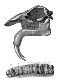 Dinotherium giganteum head and jaw.jpg