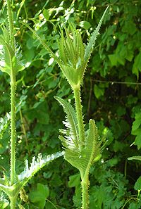 Dipsacus laciniatus leaves.jpg