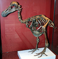 Dodo-Skeleton Natural History Museum London England.jpg