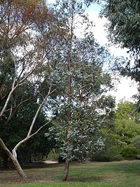 Eucalyptus cinerea.jpg