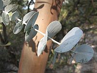 Eucalyptus perriniana.jpg
